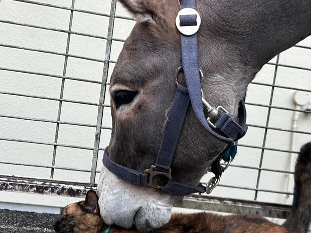 【猫吸い】ロバも夢中! 寝転ぶ猫に近づくと…?「猫からしか得られない栄養」