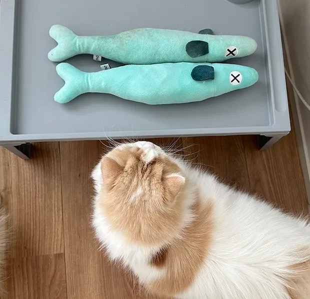 猫とぬいぐるみ