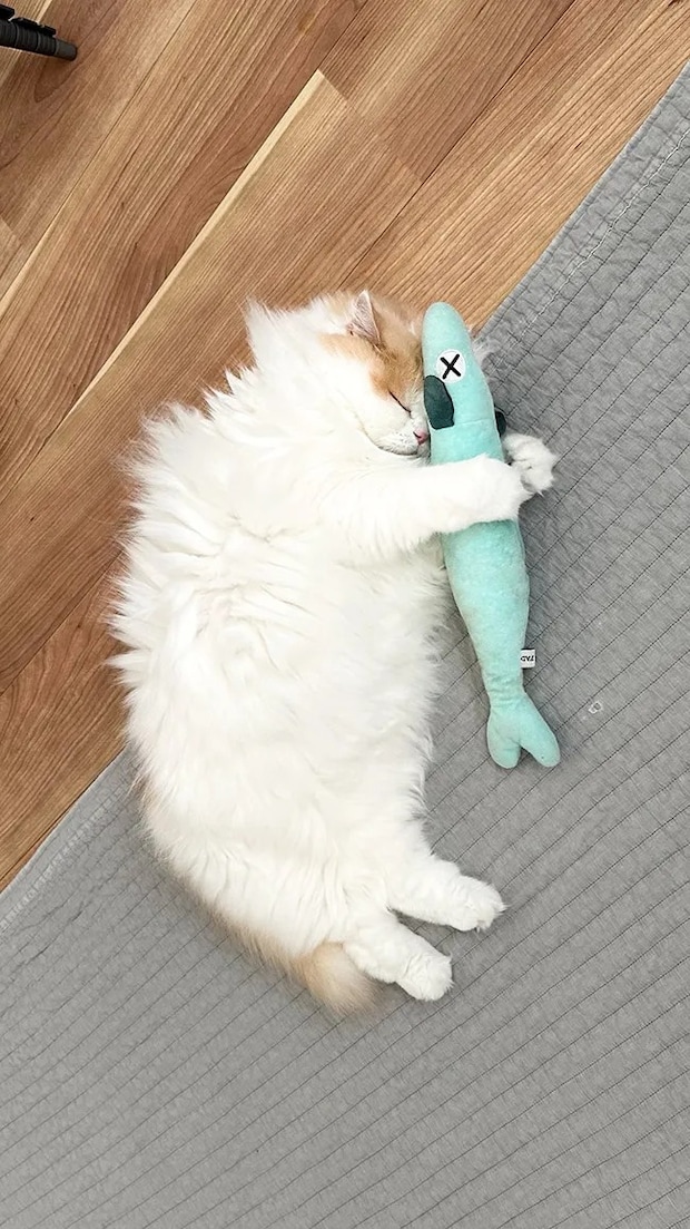 猫とぬいぐるみ