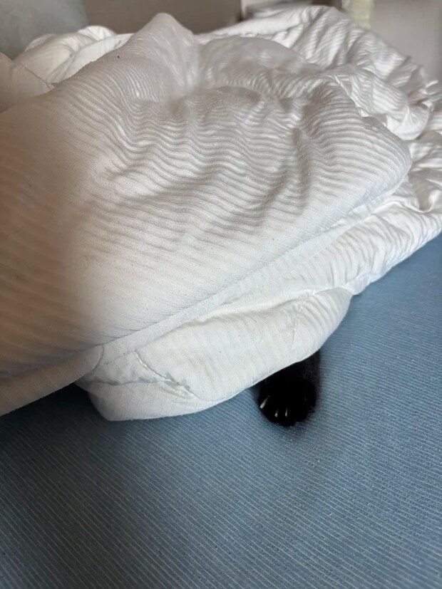 布団に潜る黒猫