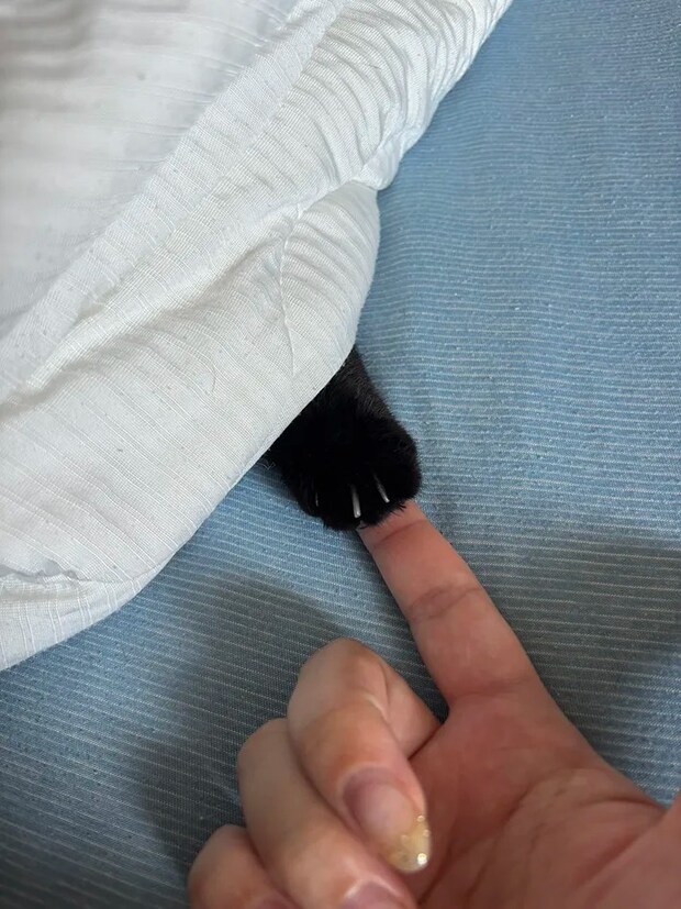 布団に潜る黒猫