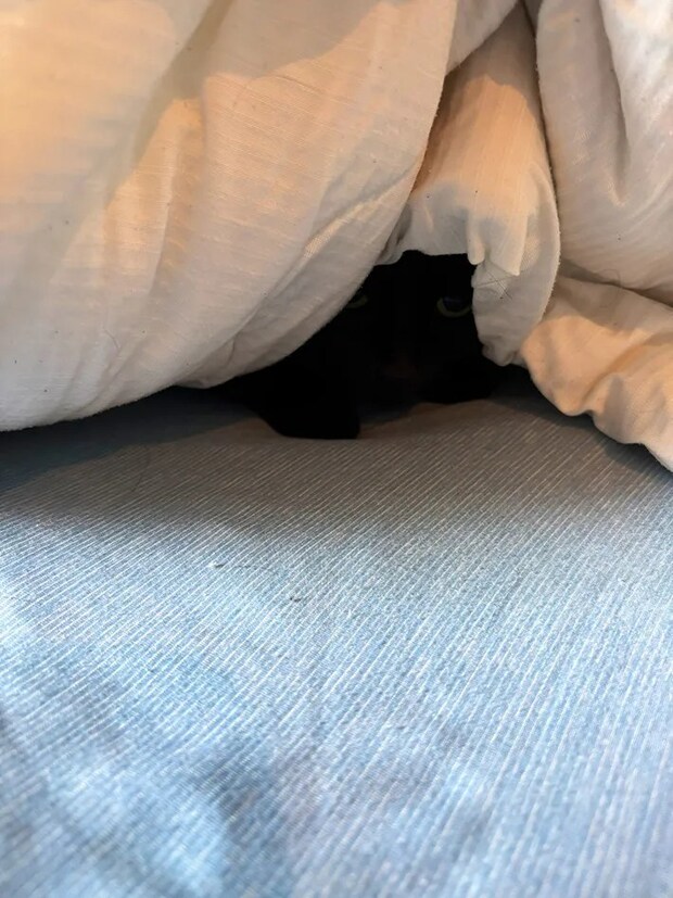 布団に潜る黒猫