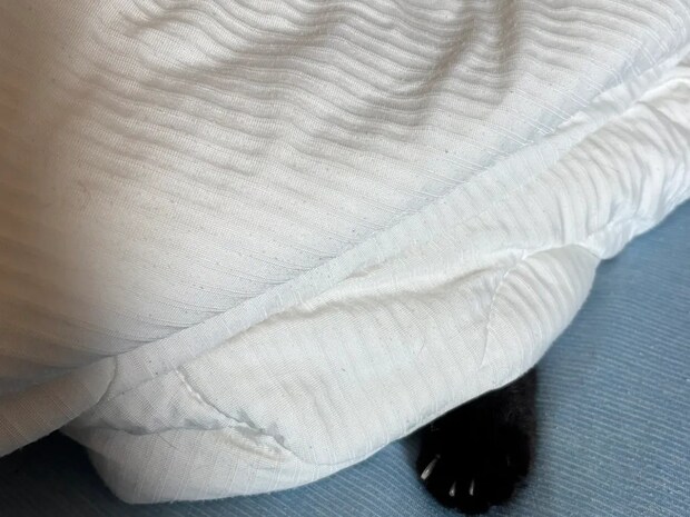 ガスの検査で知らない人が… 愛猫の行動に「神に愛された生き物」「泣きそう」