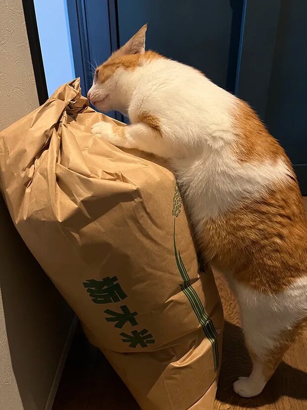 米袋と猫の写真