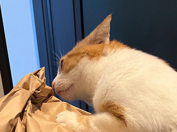 新米の袋が家に届いて… 顔を近づける猫の様子に「卸売業者かな」