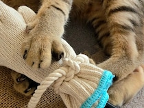 子猫が手を噛んで困る…→解決策は『手』だった？　天才すぎる発想に「うちも作ろう」と絶賛の声