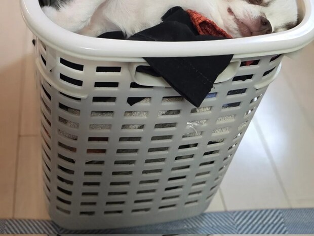 「おかげで家事が進みません」 チワワが寝ていた場所が…「天才」「人類を超えている」