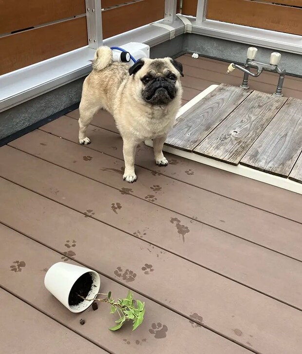 パグと植木鉢