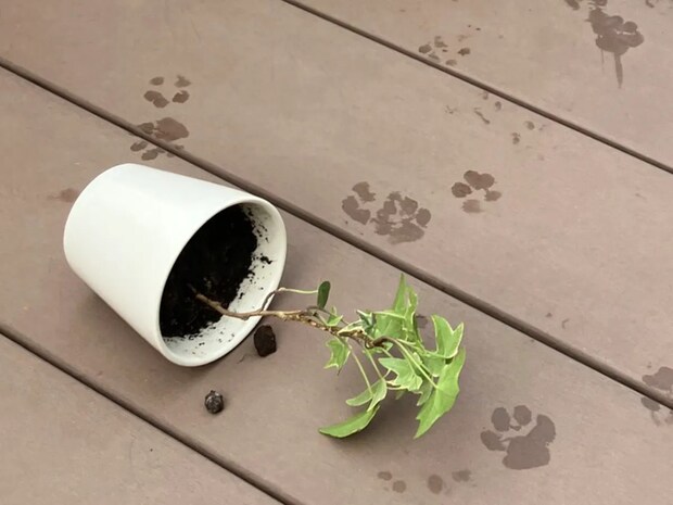 「犯人は…きみだね」植木鉢を倒したのは?『証拠写真』に「開き直ってる」「かわいすぎ」