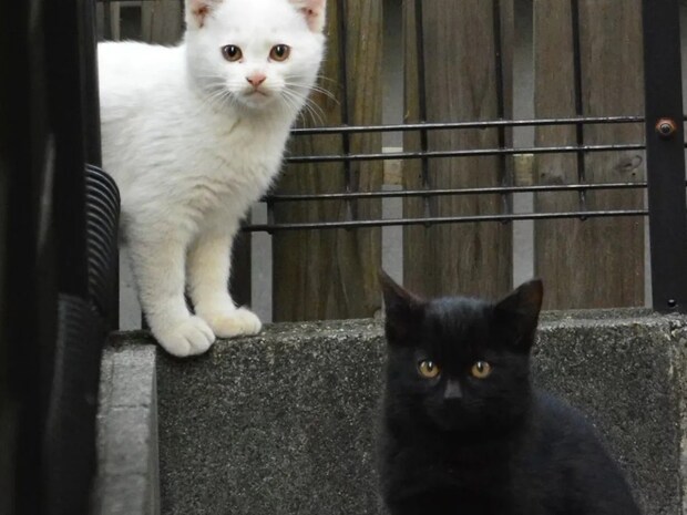 「これからも仲よく過ごして」 子猫を保護→7年後の写真にネット感動