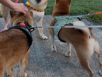 ほかの犬に「やんのか？」とケンカ腰の柴犬　その『表情』に吹き出す人続出！