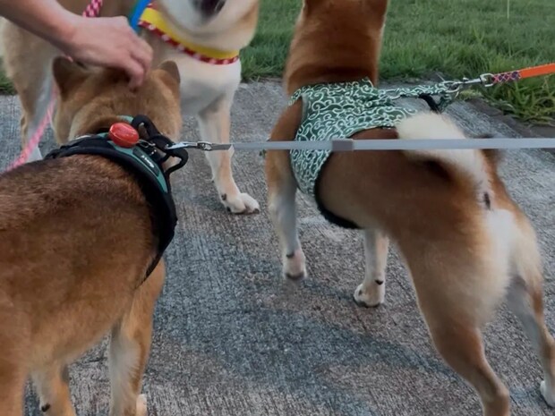 ほかの犬に「やんのか?」とケンカ腰の柴犬 その『表情』に吹き出す人続出!