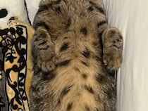 猫が『サザエさん症候群』？　月曜日の夜の『姿』に共感の声「その気持ち分かるぞ」