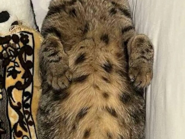 猫が『サザエさん症候群』？　月曜日の夜の『姿』に共感の声「その気持ち分かるぞ」