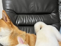 飼い主「子犬、なんでもアリすぎてかわいい」　ソファでくつろぐ2匹の柴犬、表情を見ると…？