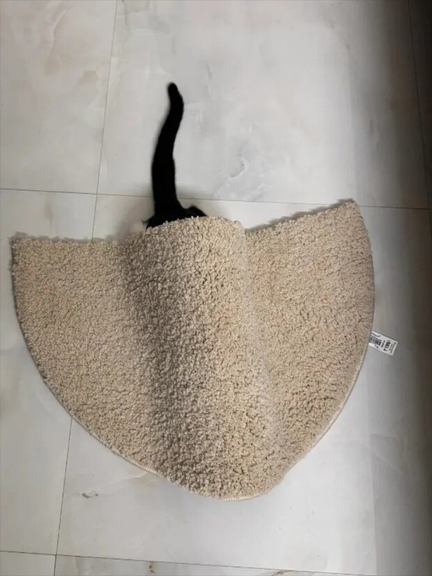 マットと猫の写真