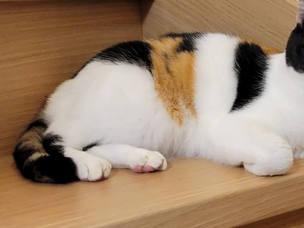 「不満そうだけど、たまらん…!」 お顔を拭かれて『ふくれっ面』になる猫が可愛すぎると話題に