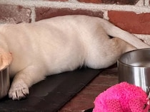 「なんて面白いんだ！」「かわいすぎる」　子犬が突然、寝落ちした『場所』が…？