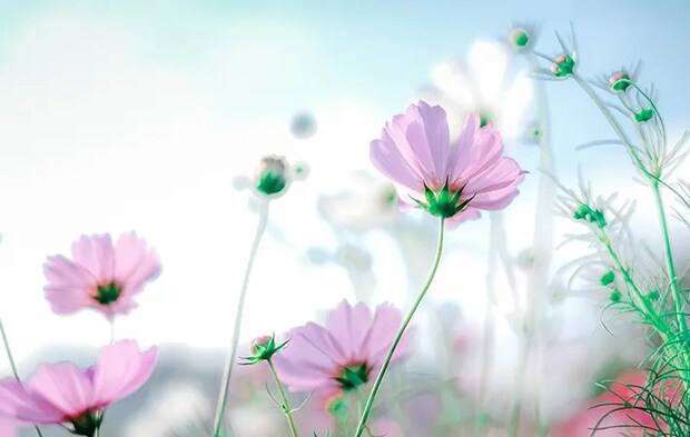 コスモスの写真