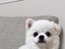 人間みたいな愛犬に『4万いいね』！　「悩み相談したい」「うちにも来てほしい」