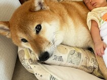 「赤ちゃんを見ていて」と柴犬に頼んだ飼い主　その後の光景に「目がバグった」「世界一素敵なきょうだいだ」