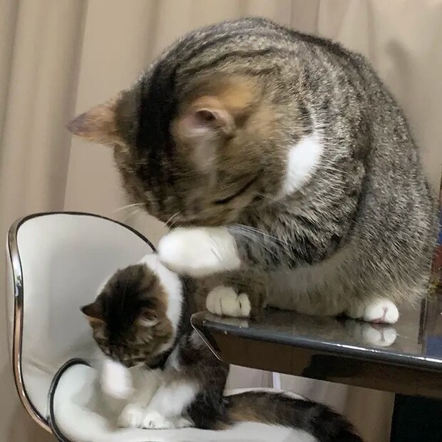 猫のぽんたくん、ぽこちゃん