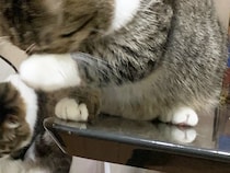 奇跡のシンクロ！　「撮るのやめてくだしゃい…」と顔を隠す猫2匹が話題