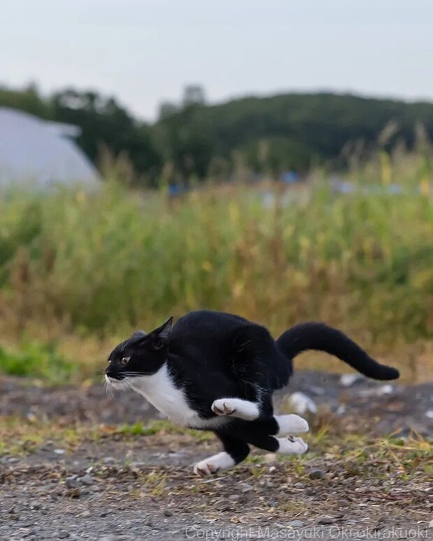 走る猫の写真