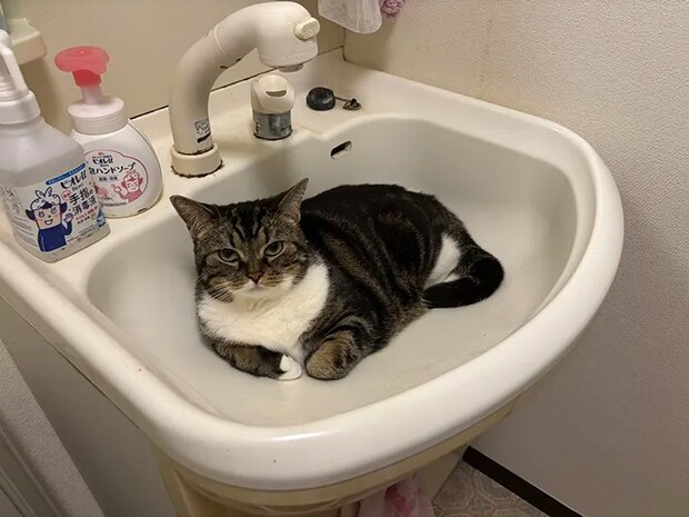 洗面台に収まる猫