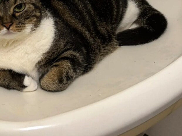 歯磨きをしようとした女性　洗面台で見た光景に「ワイルドだ」「人間は敵わない」