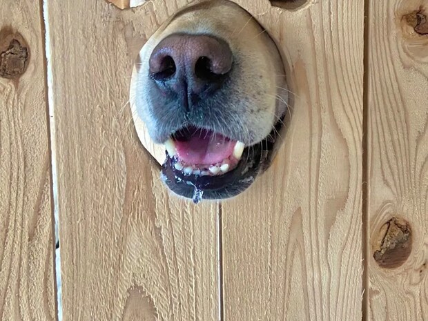 「これがやりたかった!」愛犬のために父が作った“顔はめパネル風”壁がこちら