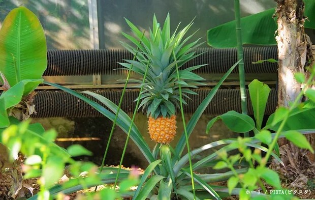 パイナップルの写真
