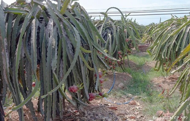 ドラゴンフルーツの写真