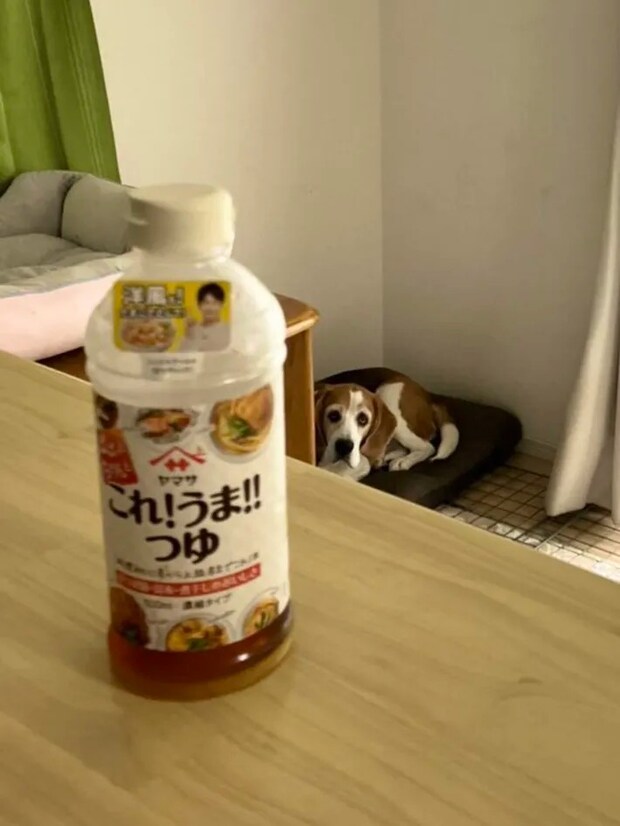 犬の画像