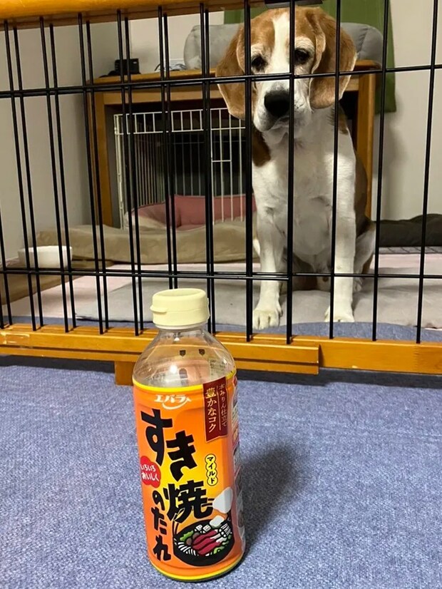 犬の画像