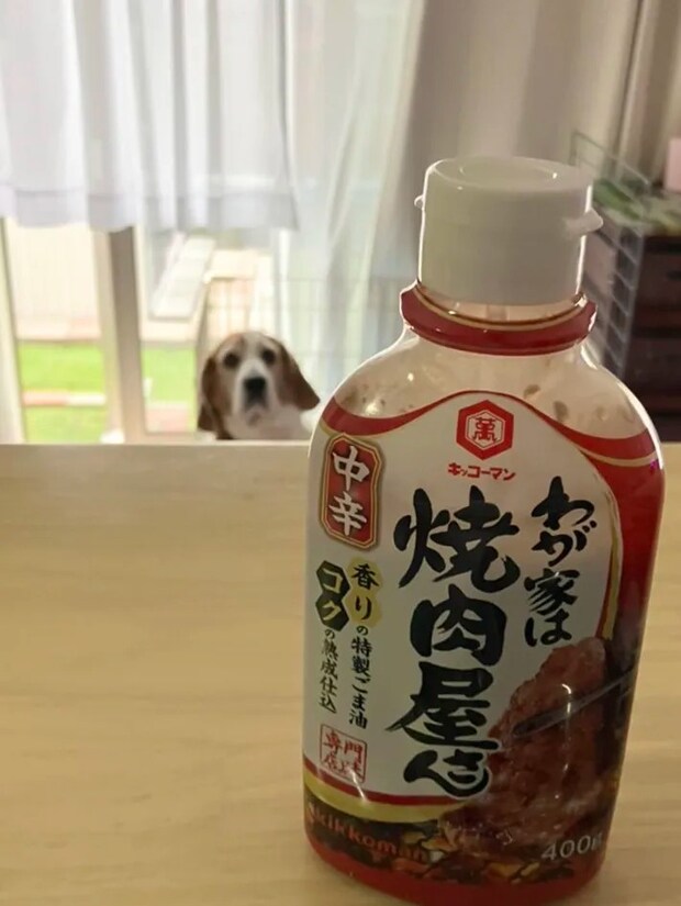 犬の画像