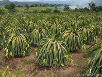 スーパーで買える身近なフルーツ　意外すぎる『実り方』に「なんちゅう姿をしているねん」