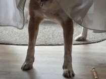 「私の犬は時々、お化けになる」　証拠の写真に「これは怖い！」「犬はどこにも見えませんね」