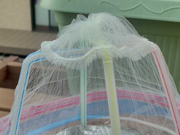 100均アイテムで家庭菜園の悩みが解決！ストローと水切りネットを使った『裏ワザ』に絶賛の声