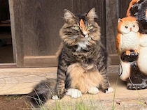 縁側でくつろぐ猫　隣にいたものに「そっくりすぎる！」「座り方までかわいい」