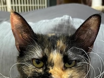 「猫界のダリ」　愛猫のヒゲをよく見ると…「芸術的だ」「嵐が過ぎ去った後みたい」