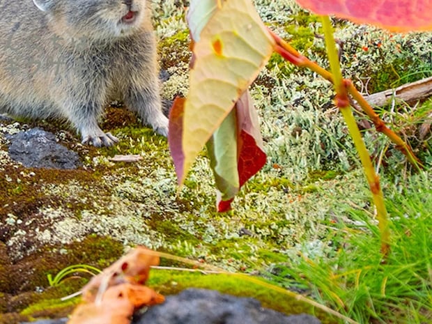 紅葉を眺める姿に胸キュン! 北海道の山で撮られた『エゾナキウサギ』が話題