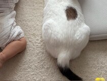 猫＆赤ちゃんに「ご飯だよー」と声をかけると？　1枚に「笑っちゃった」「教育が行き届いてる」