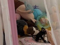 飼い主「ワガママお姫様」　優雅な『朝寝坊』を楽しむ柴犬