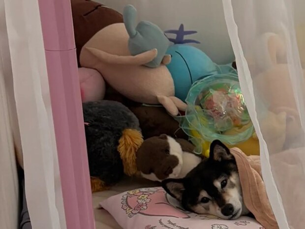 飼い主「ワガママお姫様」 優雅な『朝寝坊』を楽しむ柴犬