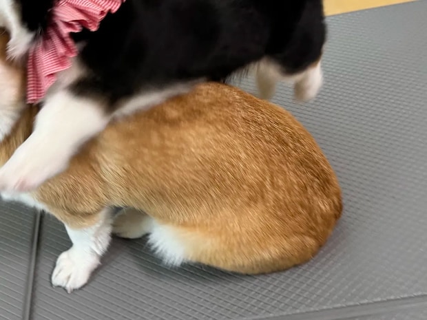 「お姉ちゃんを食べないでー!」 コーギー姉妹の1枚に吹き出す人続出