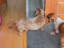 階段を降りるのが面倒な犬たち、まさかの方法で移動！　その姿に「ホットドッグ工場か」