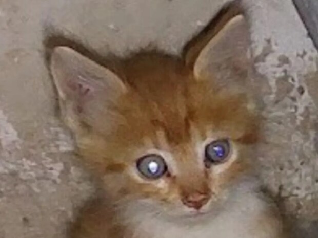 かわいらしかった子猫が！？　2年後の姿に反響「レベル1からレベル10に進化した」