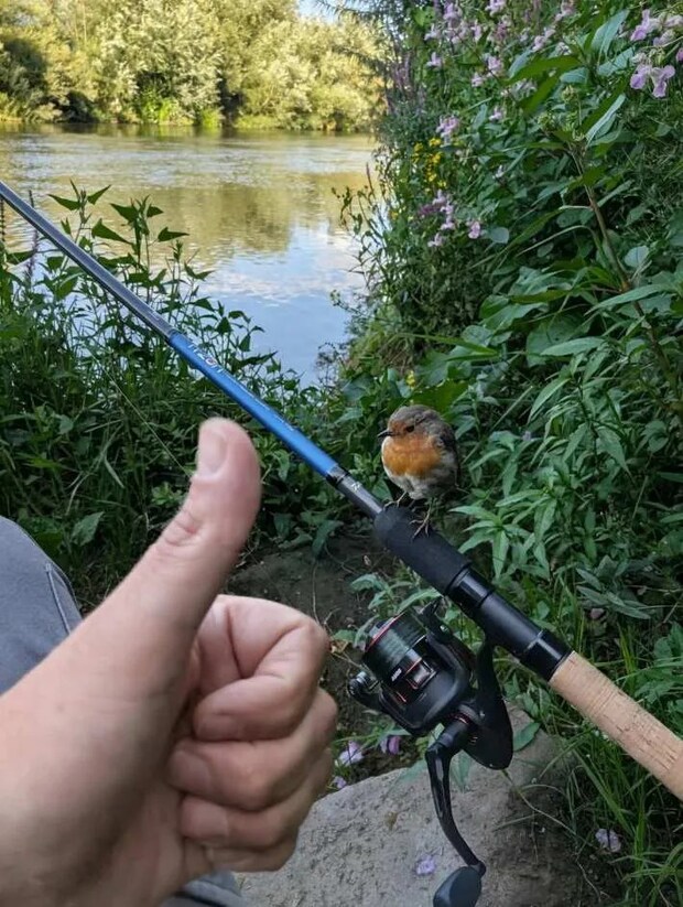 鳥と釣り竿の写真