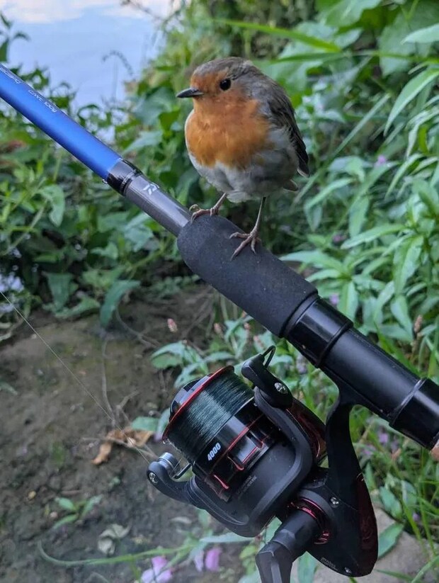 鳥と釣り竿の写真